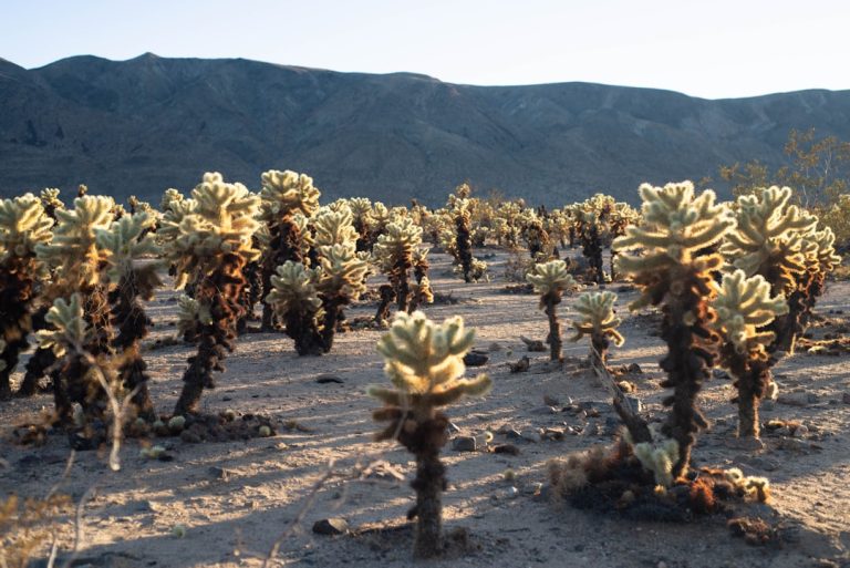 The Art of Slow Travel: Embracing Nature’s Pace